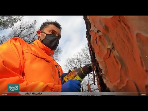 RAI 3 TG: L'insetto che sta distruggendo i Pini - Cocciniglia Tartaruga Toumeyella