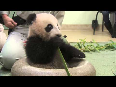 Panda Playtime - Panda Cub 19th Exam