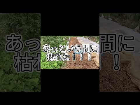 重曹と酢は天然の除草剤レシピで効果的に機能しますか?  庭園