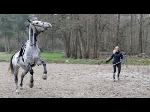 Klemmen und Bocken an der Longe | Falco & Bourbon Folge 9