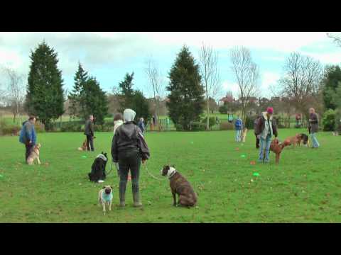 SUNNY HILL PARK DOG TRAINING WITH DIMA - PART 1 - HIGH DEFINITION