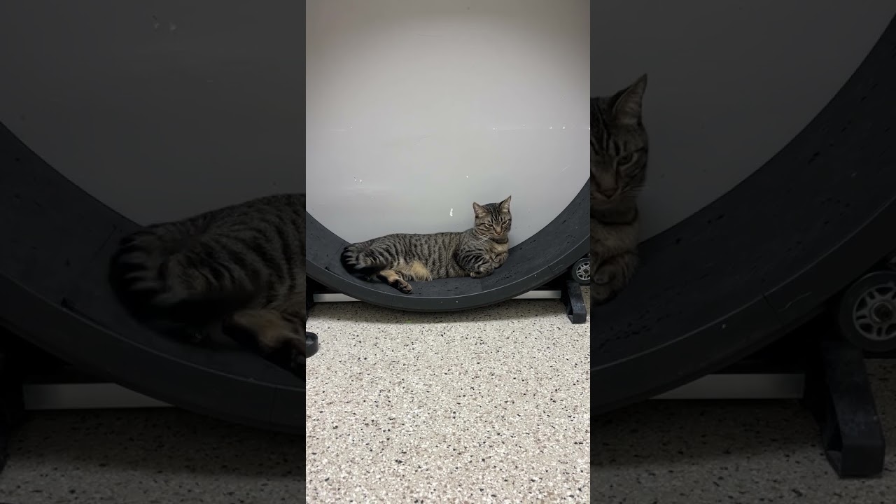 Enlarge Rey Mysterio, a Adoptable mixed breed in Los Angeles, CA video 6/6