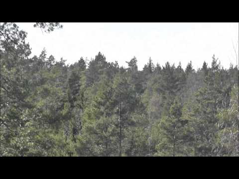 Kuinka kasvatat Männyn