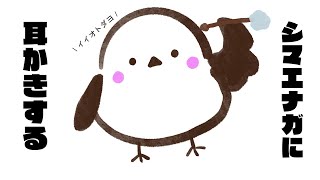【ASMR】【音フェチ】シマエナガに耳かきが最高にイイ音過ぎた　ear cleaning 【No talking】