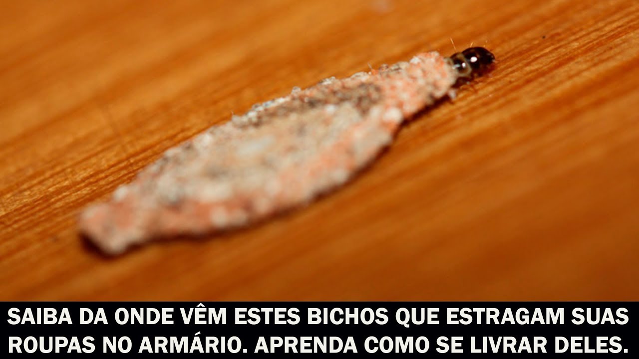 Saiba da onde vem estes bichos que estragam suas roupas no armário
