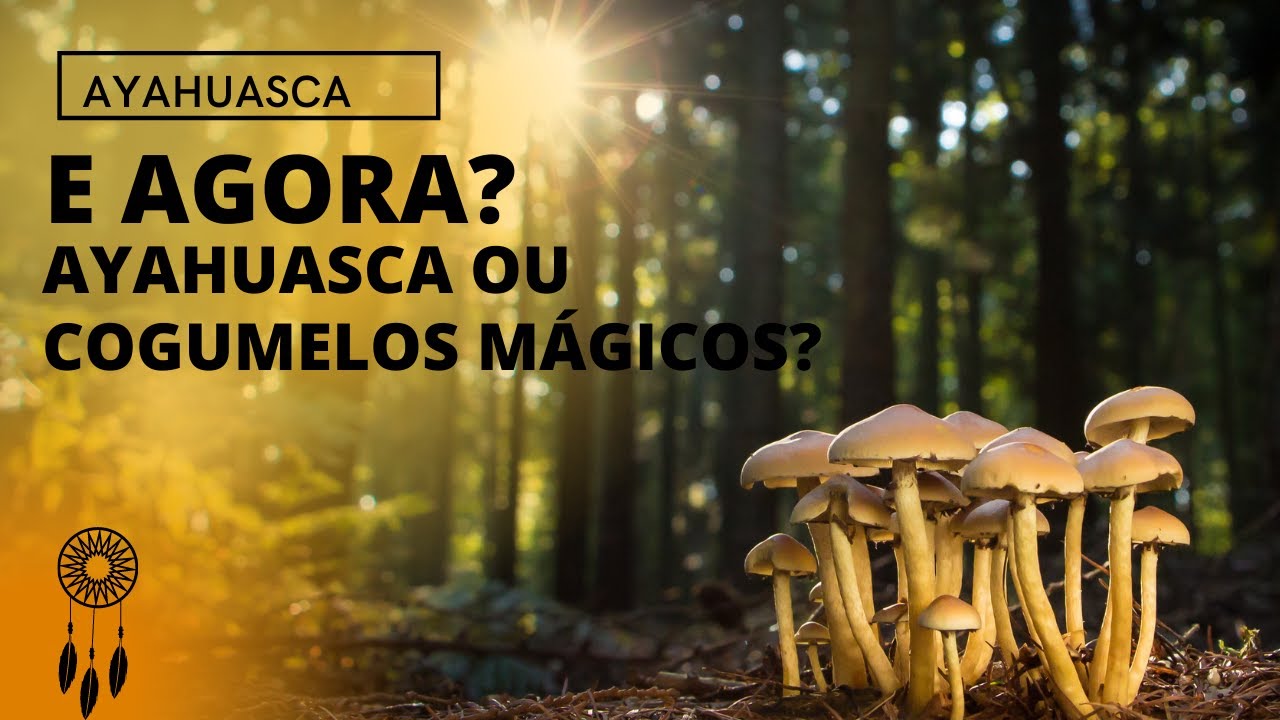 Ayahuasca ou cogumelos mágicos? Qual mais potente?