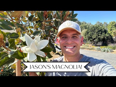 Jason's Planting His Favorite Tree: Little Gem Magnolia!