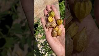 Download lagu Harvesting fresh fruit to make rujak #rurallife #shorts (3/6) mp3 Download lagu Harvesting fresh fruit to make rujak #rurallife #shorts (3/6) mp3