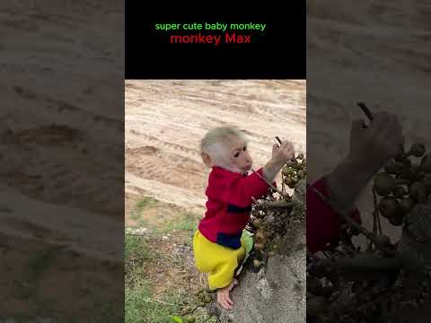 Super cute! Monkey Max enjoys fruit on roadside #monkey #funnyanimal #Short