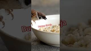 Download lagu Why is it called a sparrow? mp3