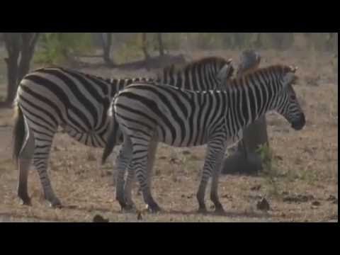 Safari Live Videos-Sunrise Drive- July 02- Stallion Zebra With His Harem