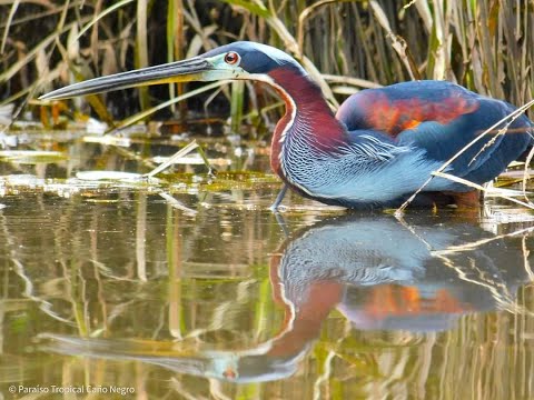 🆕Cano Negro Costa Rica Turismo Costa Rica Important Wetlands