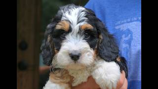 Video preview image #1 Cavapoo (Miniature) Puppy For Sale in NARVON, PA, USA