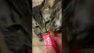 [認養] 台中大里3個月大虎斑貓咪(已結紮)求家