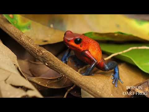 Animals of Amazon 4K - Animals  Jungle Home | Amazon Rainforest |Scenic Relaxation Film #AMAZON