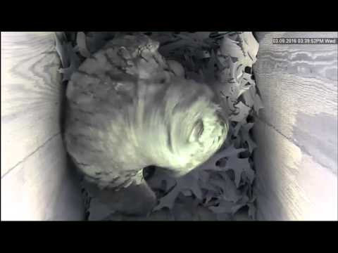 A female Eastern Screech Owl grooming and stretching.