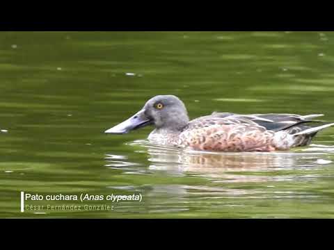 Vídeo de Spatula clypeata. <em>© César Fernández González