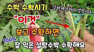수박수확시기 날짜계산하지말고 "이것" 보고 수확하면 100% 잘 익은 설탕수박 수확합니다.