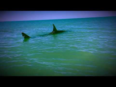 Shark music video! Featuring Dirty D on Saxophone
