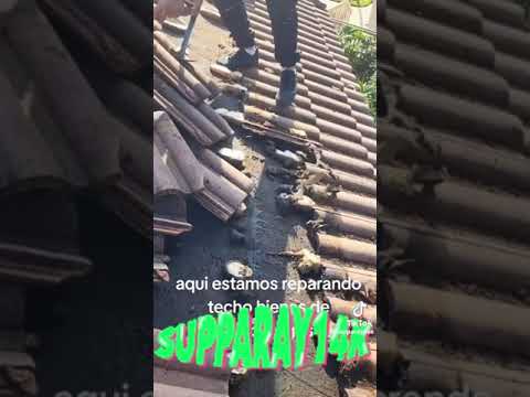 Funny bat infestation on roof (TikTok)😂😂😂