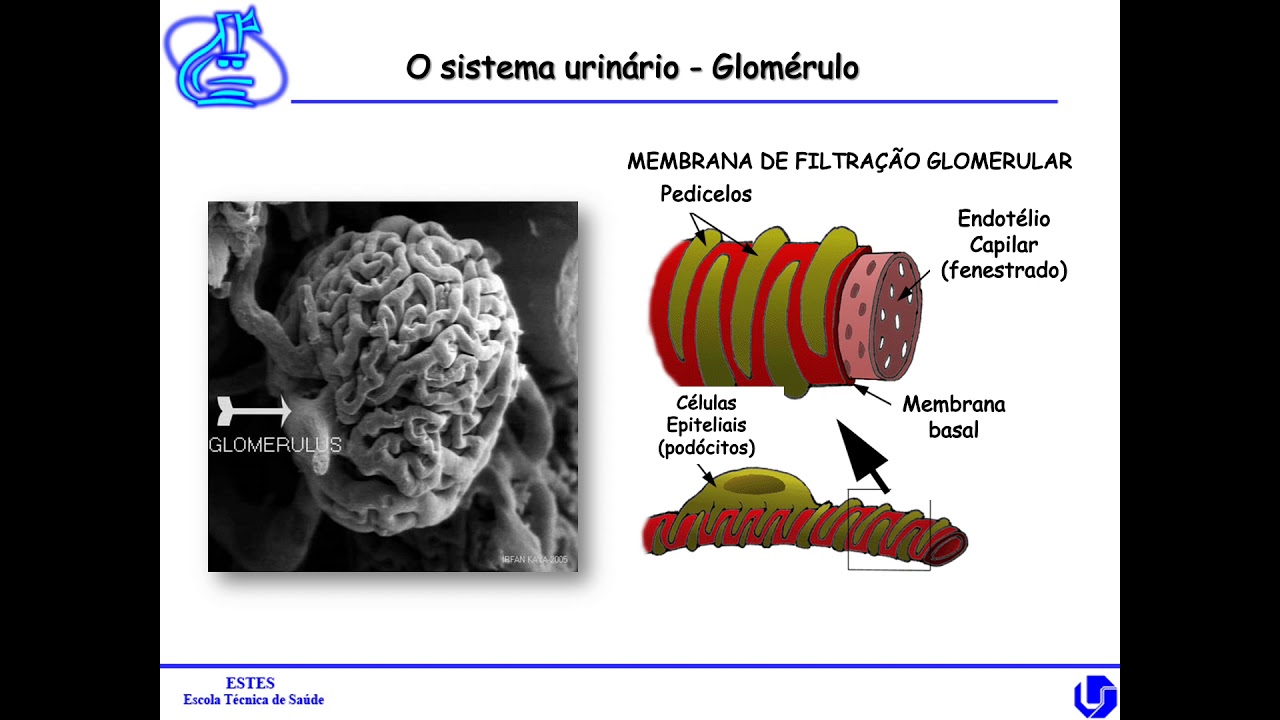Aula1   Constiuicao Urina