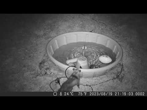 2023 0819 cute lil possum