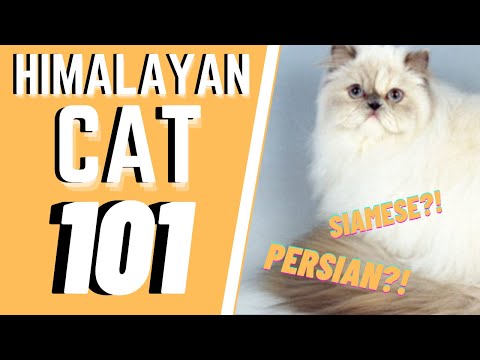 Himalayan Cat 101 : Breed & Personality