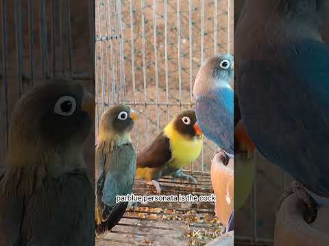 Personata Fischer Lovebirds Pairing results.