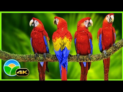 4K 10 bit color Amazing African Birds. // African Wildlife Video //  Beautiful Bird Sounds