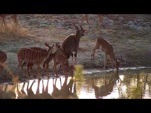 Djuma: Nyalas and Impalas drinking at the dam- 07:01 - 05/22/19