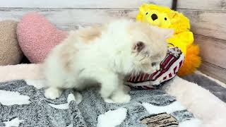 ラガマフィンの動画01