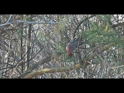 Розовая птичка и дятел/ноябрь 19г