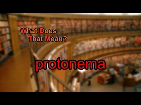 What does protonema mean?