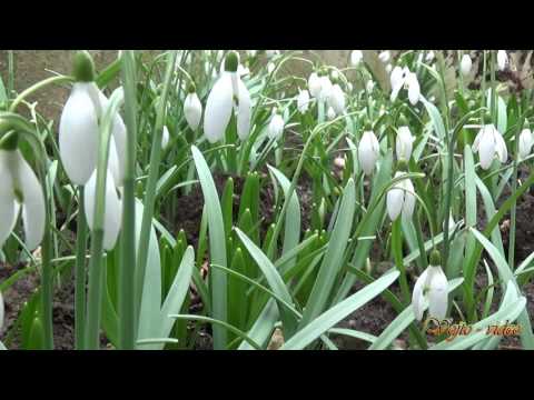 Vojto - video - Relax 1170 - Jarné kvety - 2K (husle)