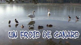 UN FROID DE CANARD