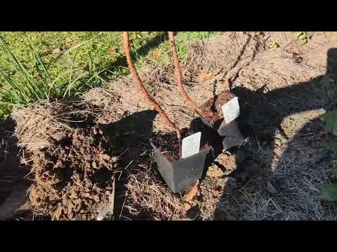 Sadzenie maliny jesienią