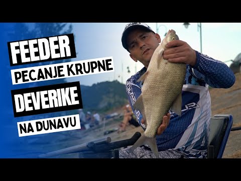 Dare lovi krupnu deveriku na Dunavu kod Srebrnog jezera - UŽIVO SA VODE