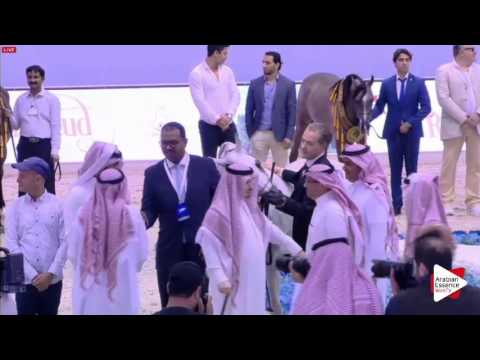 1ST-N.226 SHANGHAI EA - Dubai 2016 - Stallions Championship (Class 23)