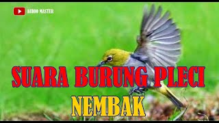 Download lagu SUARA BURUNG PLECI NEMBAK mp3