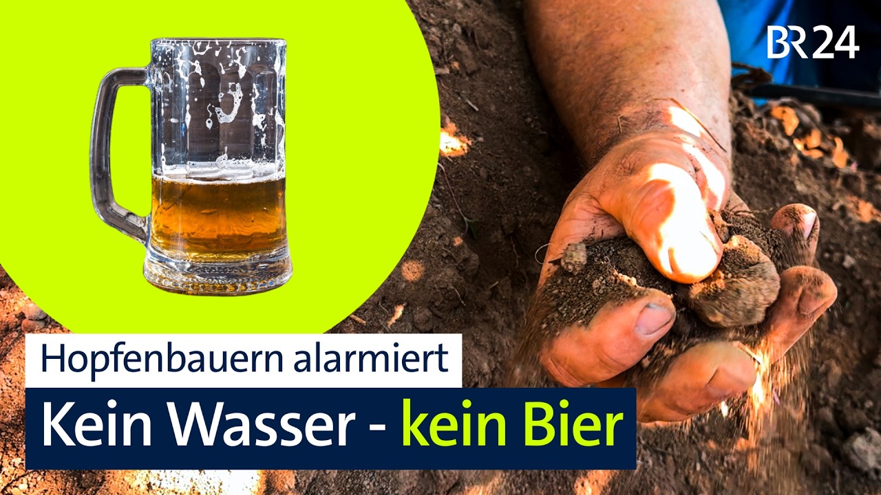 Hopfen im Klimastress: "Eine extreme finanzielle Belastung” | BR24 vor Ort