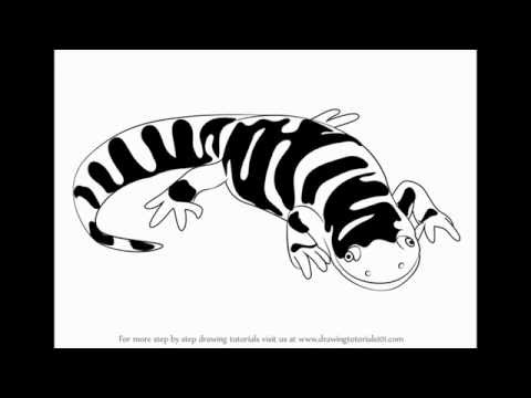 How to draw Tiger Salamander – Drawing Tutorials
