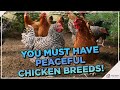 These Breeds Will Give You Flock Harmony!