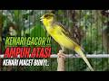SUARA Kenari GACOR PANJANG Pancingan Masteran Kenari Paud AGAR Gacor AMPUH Kenari MACET Bunyii