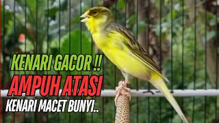 Download lagu SUARA Kenari GACOR PANJANG Pancingan & masteran Kenari Paud AGAR gacor AMPUH Kenari MACET bunyii mp3