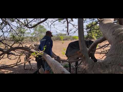 Paulo avelino mostra a situação Du gado a qi em nova Olinda sertão da paraíba 