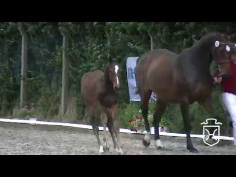 Hazel Grace *2015 Holsteiner filly by Adagio de Talma - Carentan - Quinar