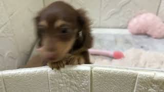 ミニチュアダックスの動画01