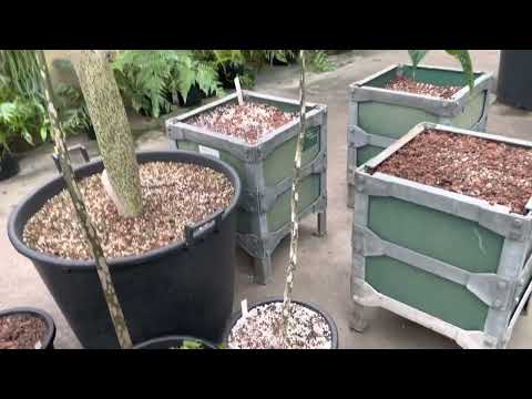 レネクローデン、ライネクローデン 植物