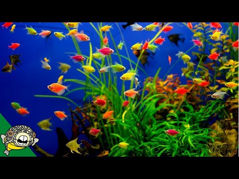 Glofish Care Guide - Aquarium Co-Op