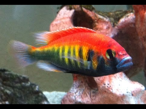Haplochromis nyererei